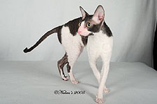 AngelWaves_Spirits_Scamp