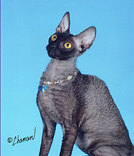 Kikapoos_AreYouBlowingSmoke