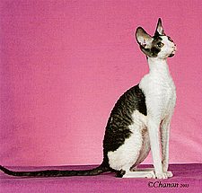 Kikapoos_LittleLegacy