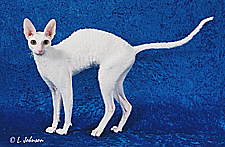 Rexotic_Star_Jasmine_of_Whiteweb_thumb.jpg - 83439 Bytes