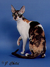 camberwell_dharma_jean_of_nataraja