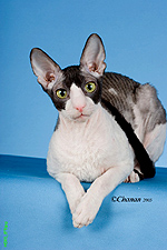 kikapoos_atrickofthetail